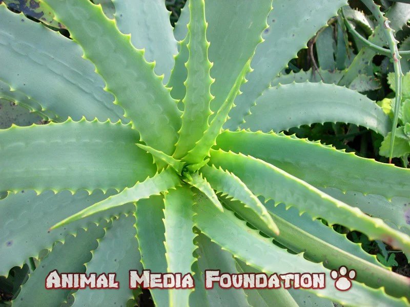 What are toxic plants for horses?