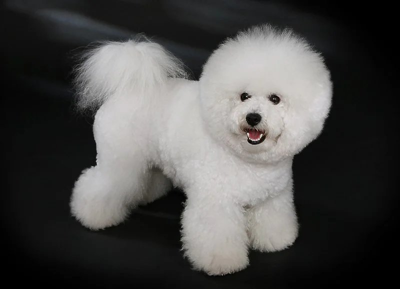 bichon frise price