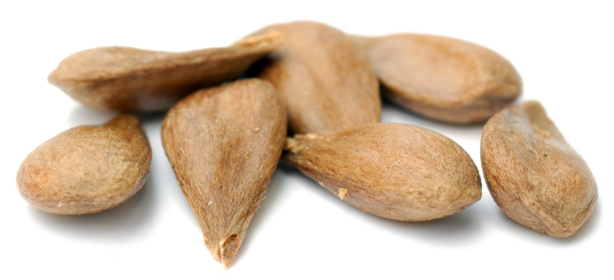 can dogs eat <a href=