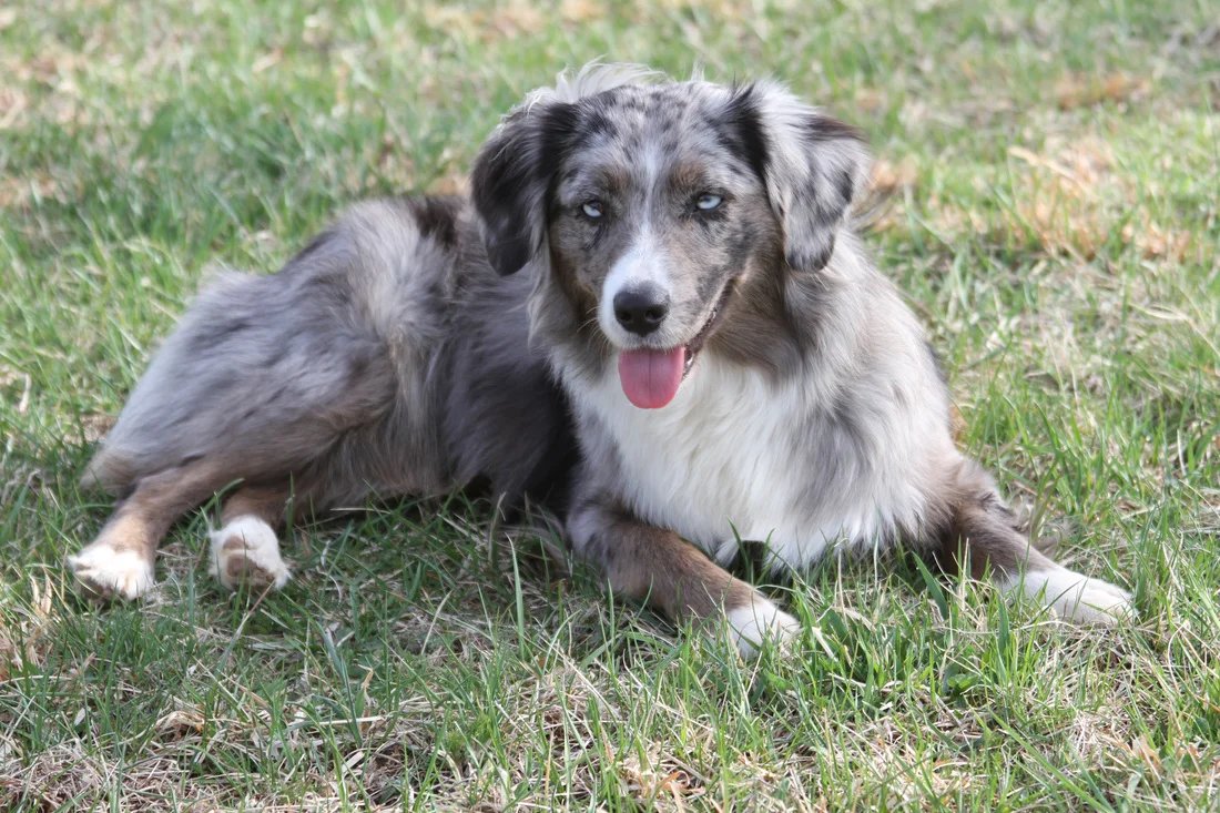 miniature australian shepherd