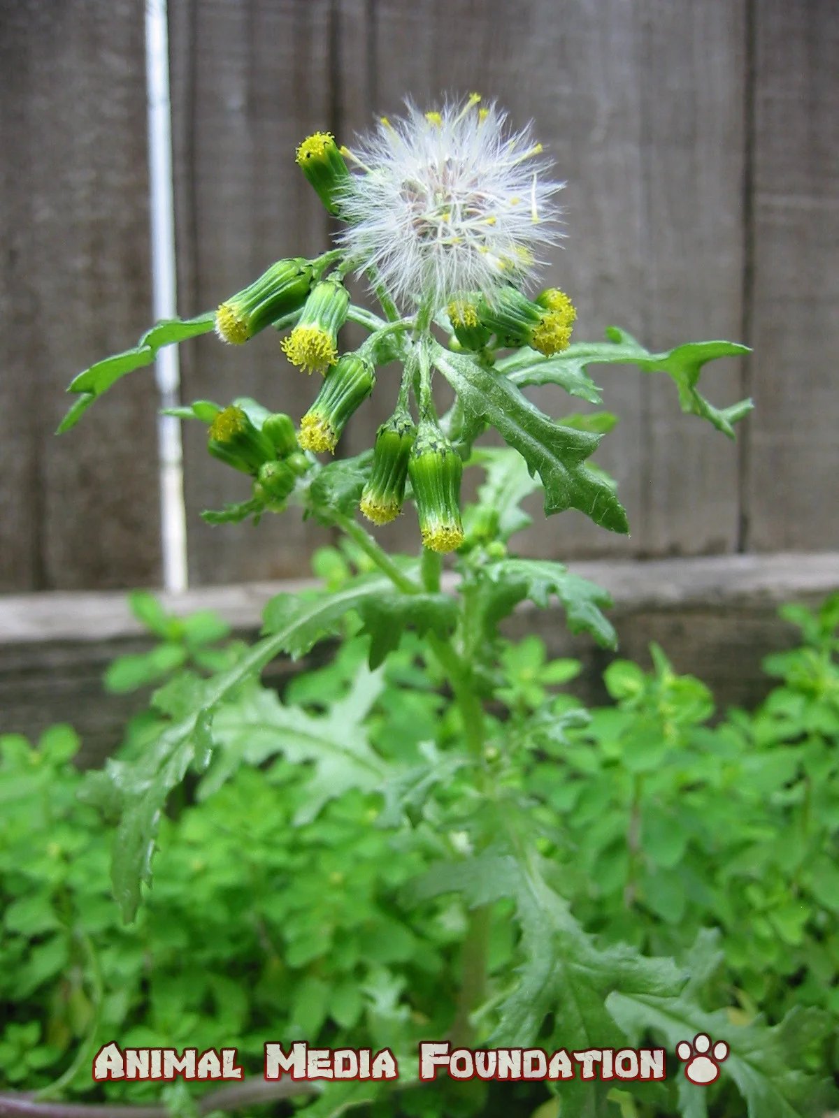 toxic plants for horses in canada