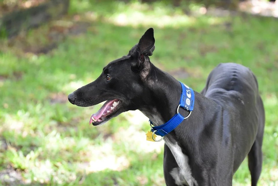 can dogs eat potatoes