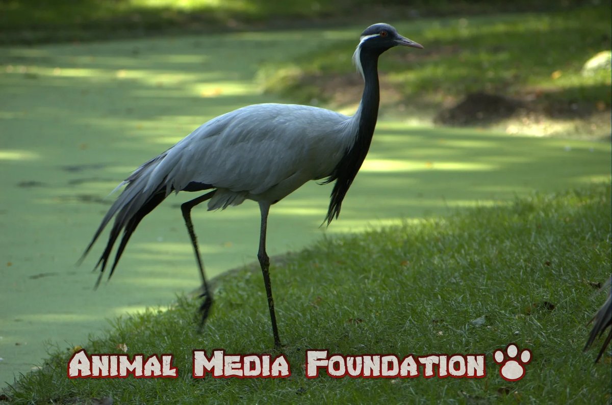 white-naped crane interesting facts