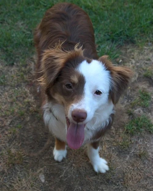 mini aussiedoodle lifespan