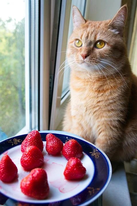 can cats eat strawberries