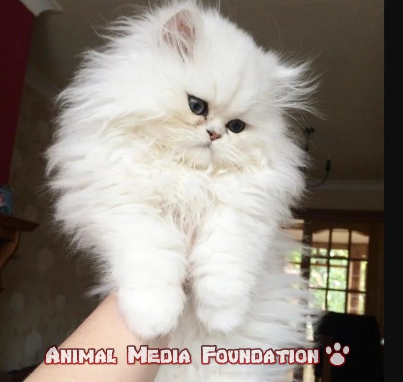 Which breed of cat is fluffy