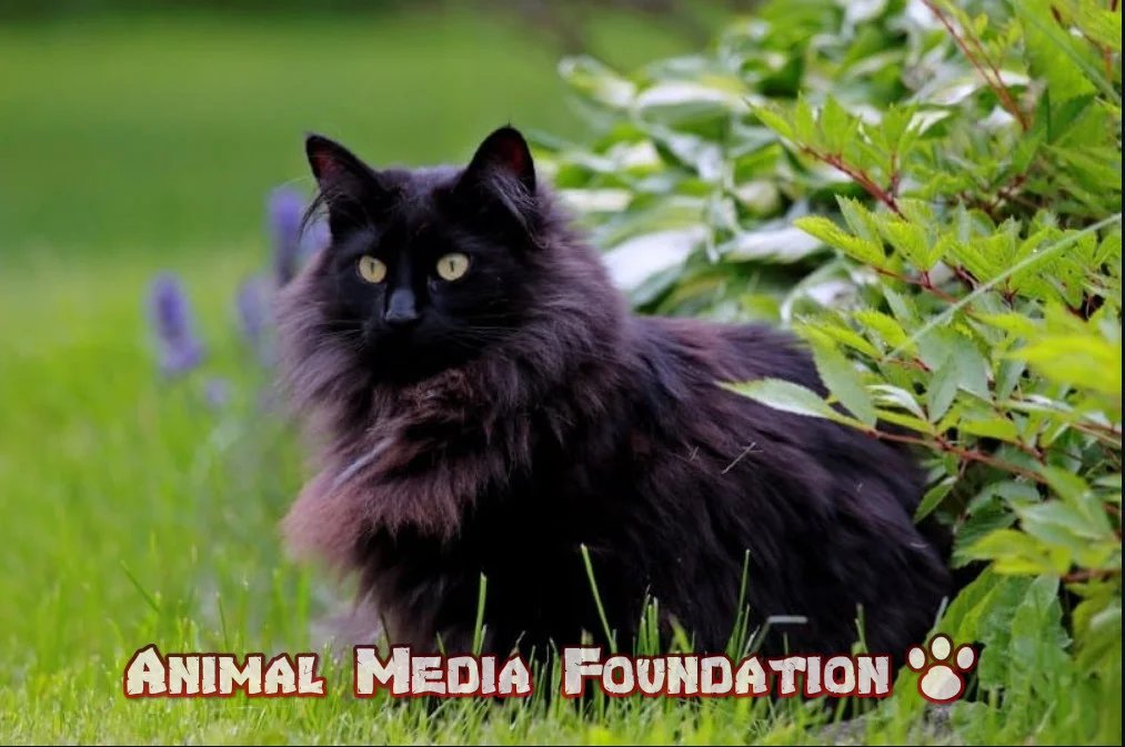 Which breed of cat is fluffy