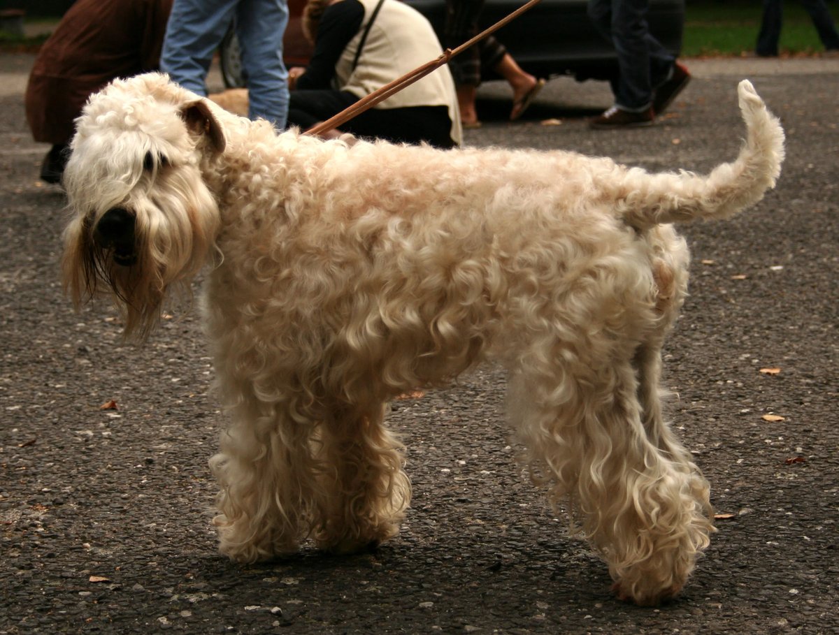 soft-coated wheaten terrier breeders near me