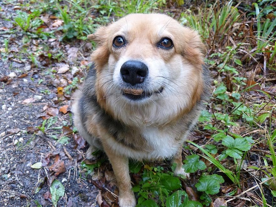 can dogs eat cinnamon