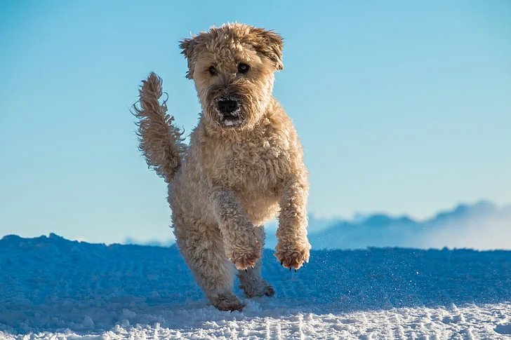 soft-coated wheaten terrier price
