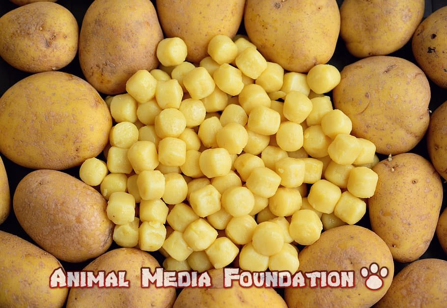 can dogs eat boiled potatoes