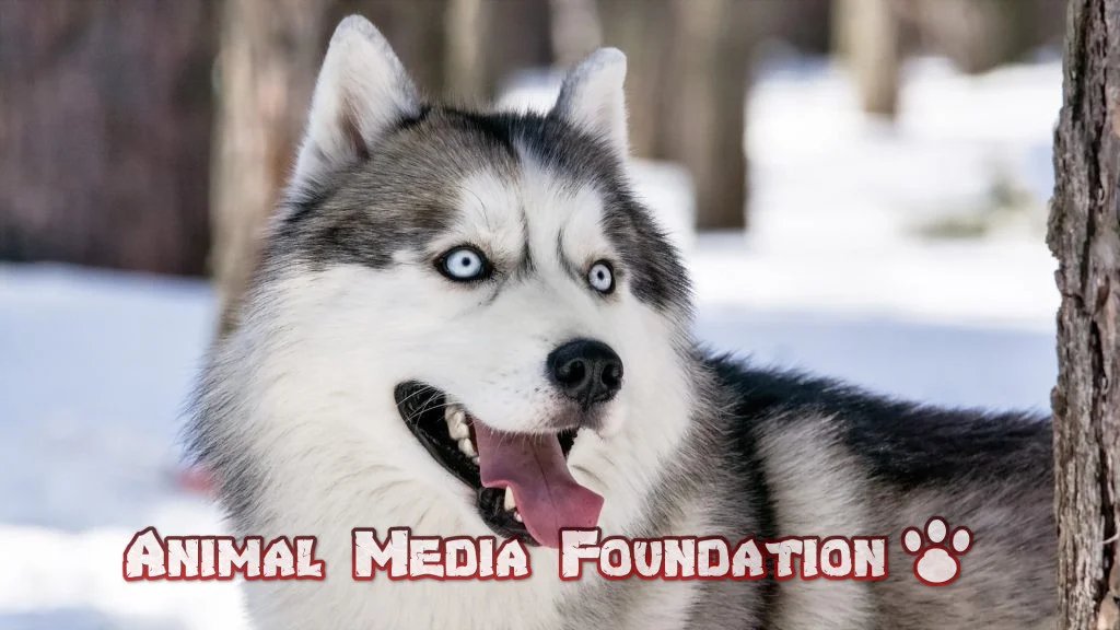 Are Siberian Husky good family dogs