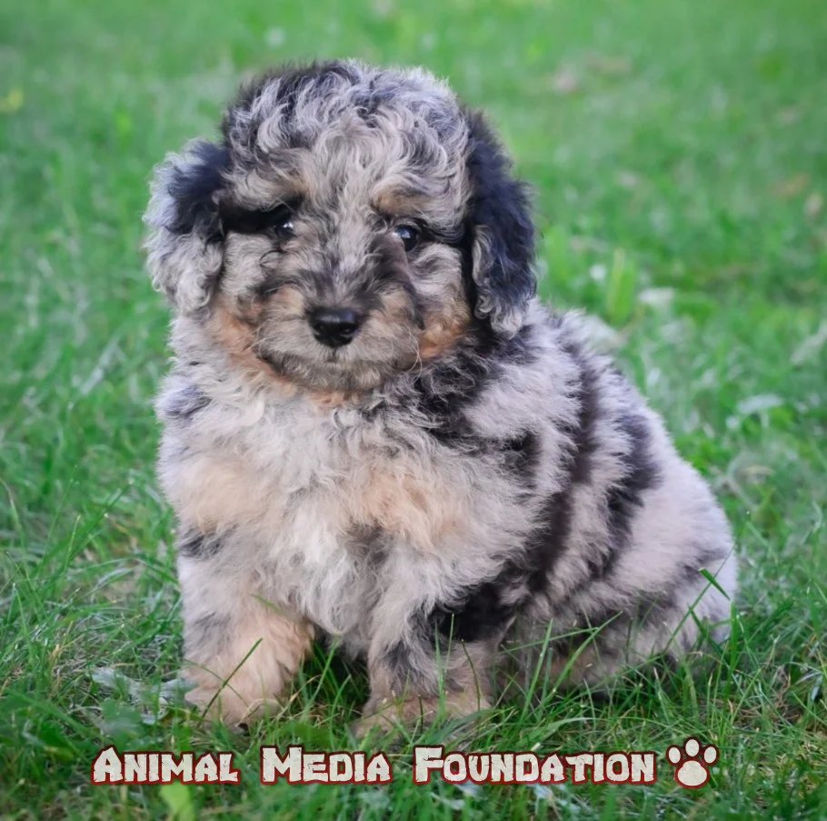 Mini aussiedoodle