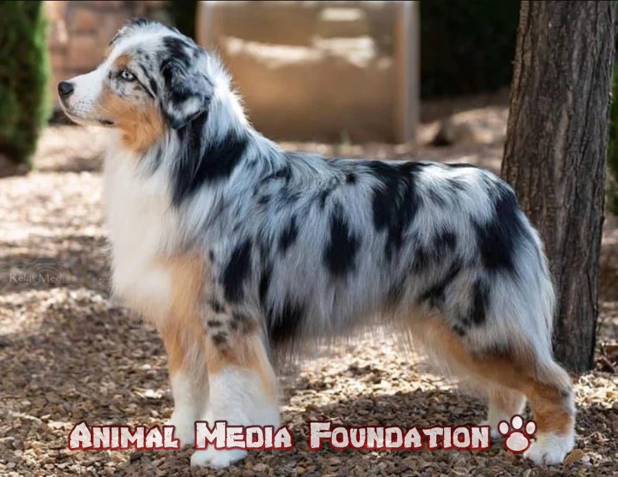Miniature Australian Shepherd