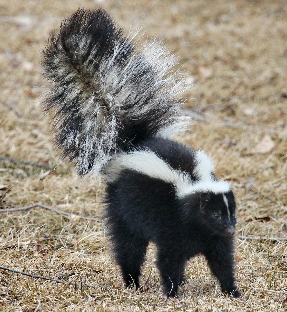 baby skunks