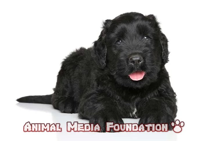 Black Russian Terrier Puppies