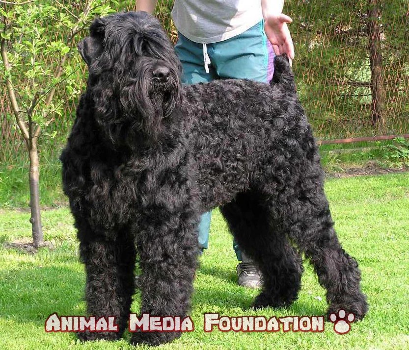 Black Russian Terrier Puppies