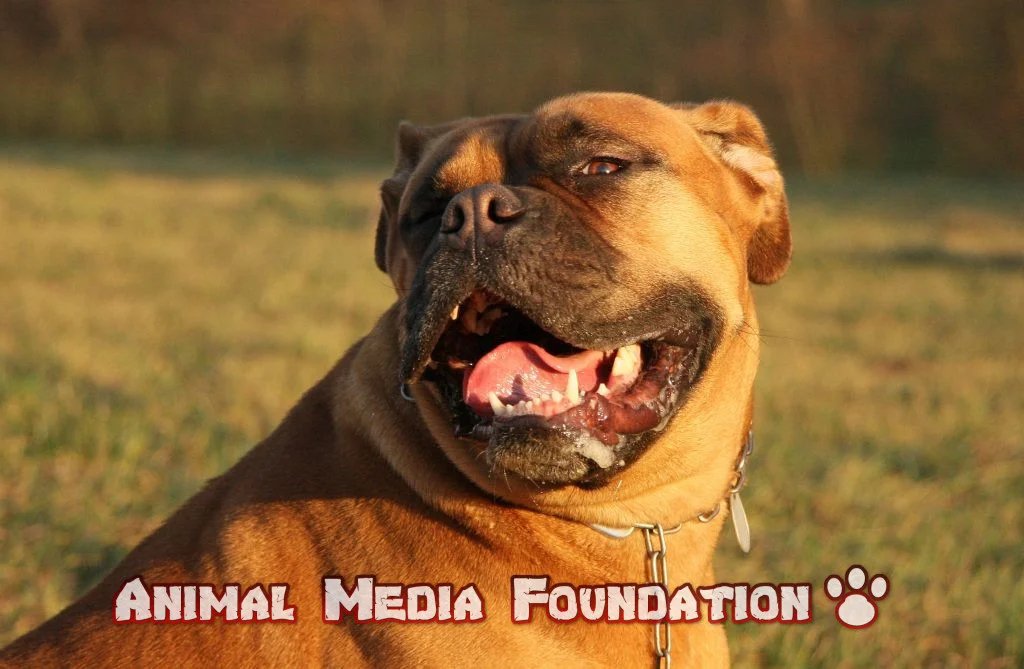 black mask Dogue de Bordeau