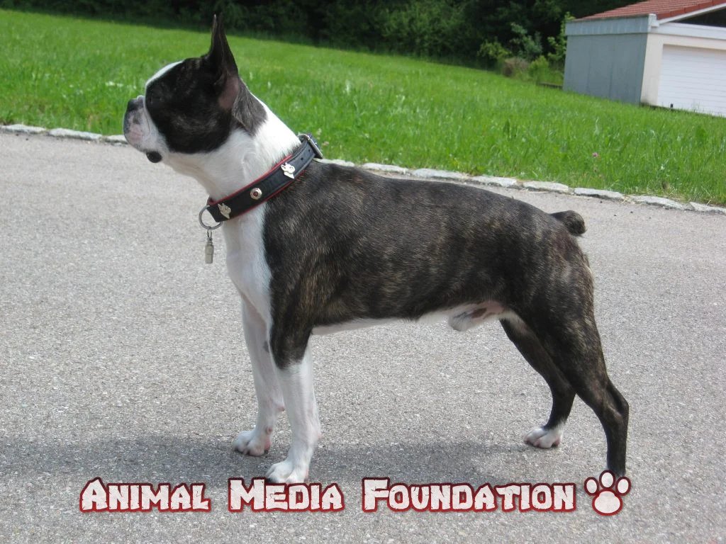 Boston Terrier pictures