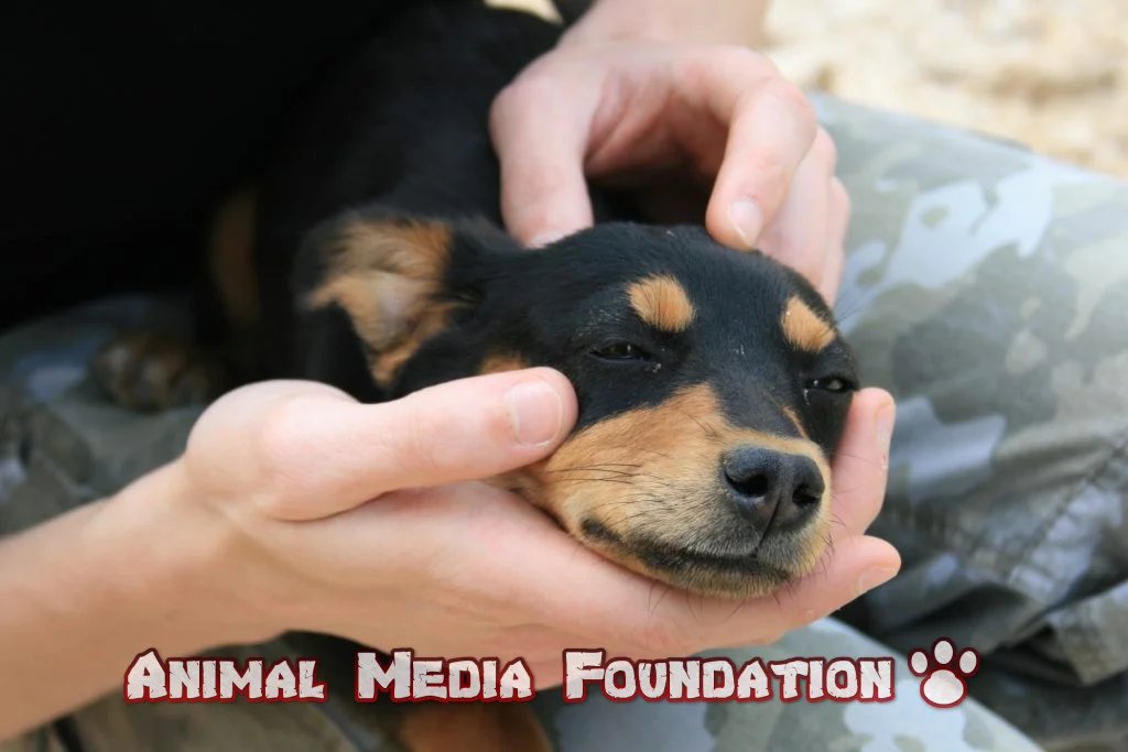 How many hands does a dog have