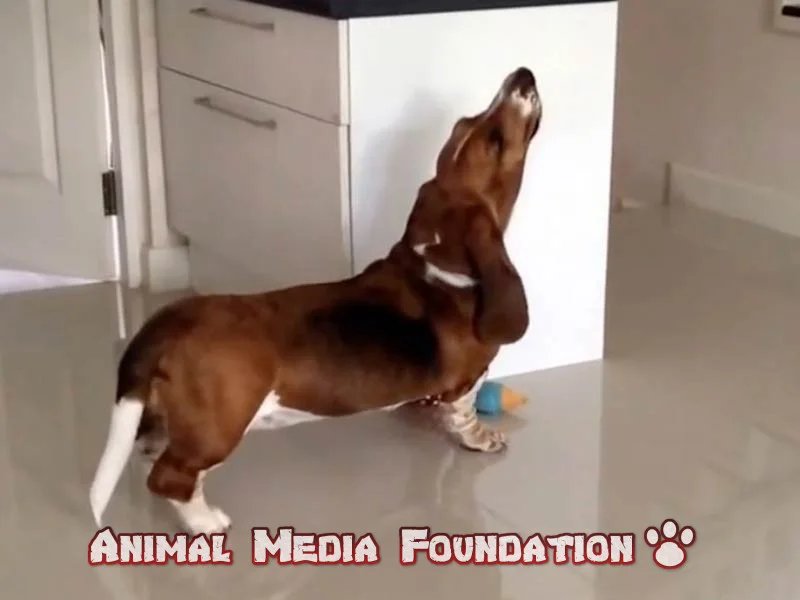 basset hound howling