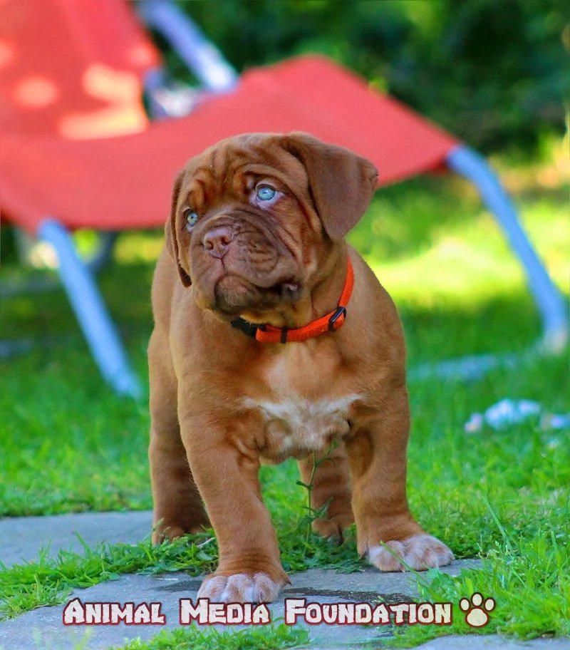black mask Dogue de Bordeau