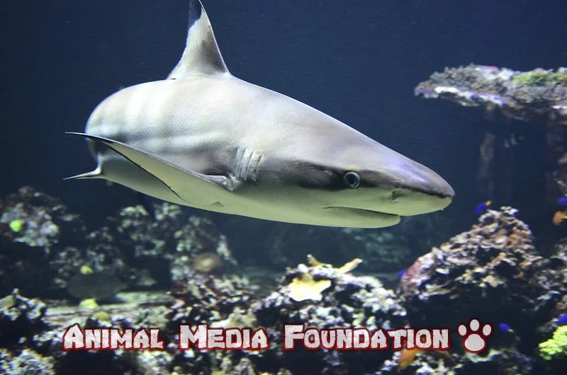 Greenland shark spotted in the Caribbean