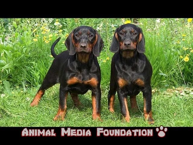black and tan coonhound puppies