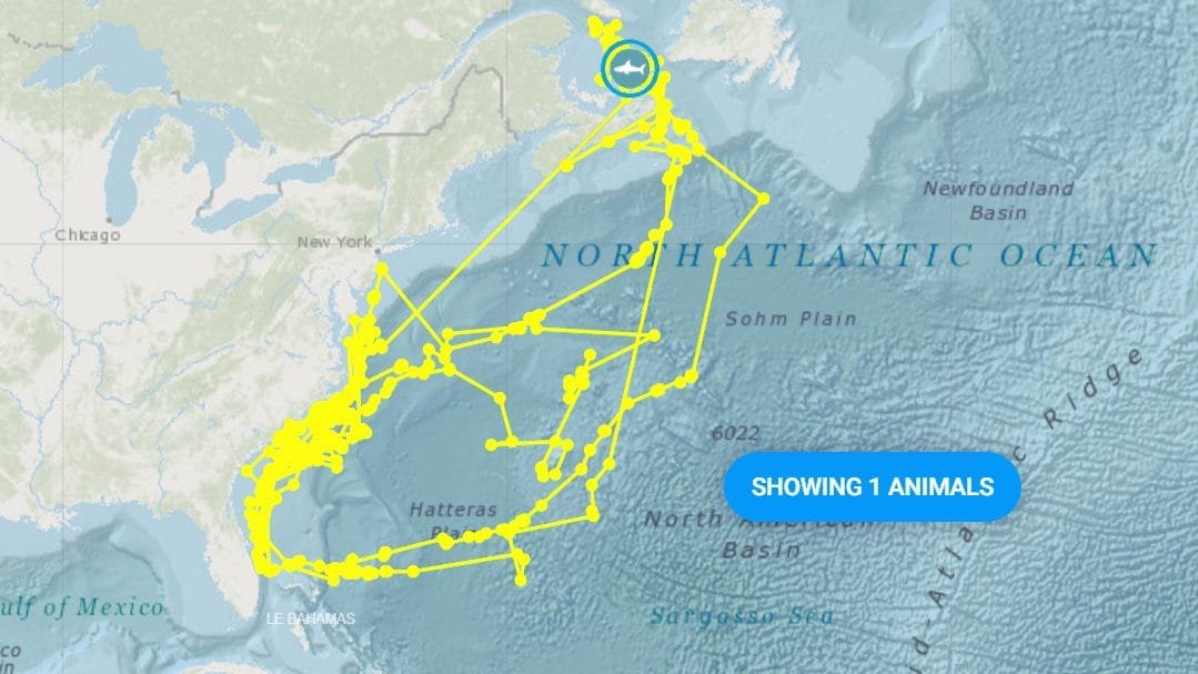Joker white shark draws a self-portrait