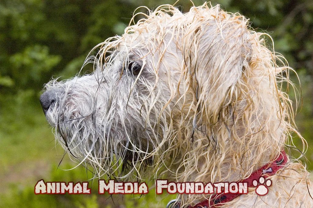 Do dogs like to be in the rain