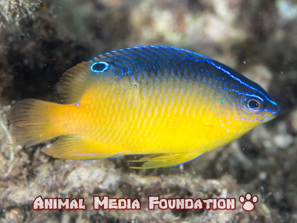 Damselfish