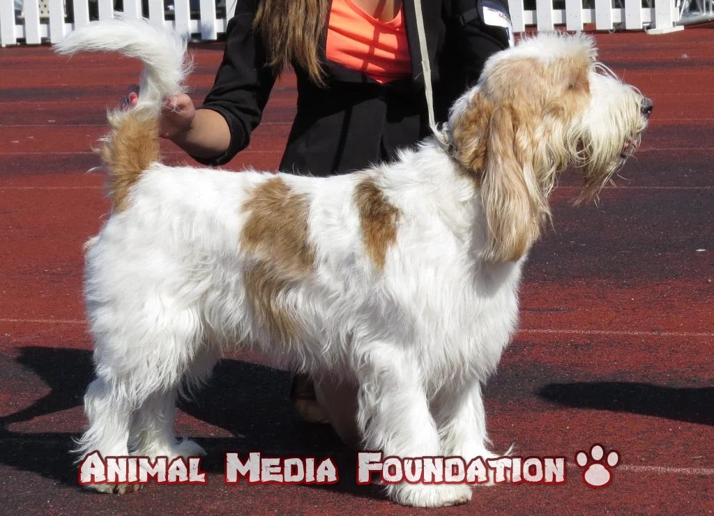 Grand Basset Griffon Vendéen