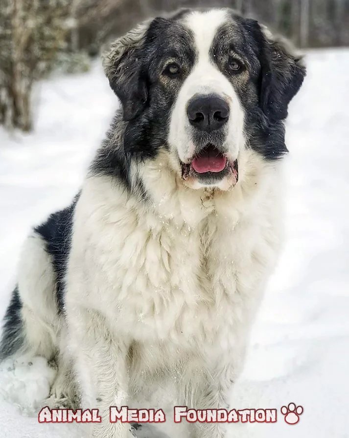 Pyrenean Mastiff