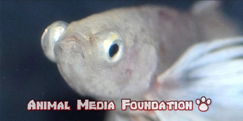 betta fish's eye swollen