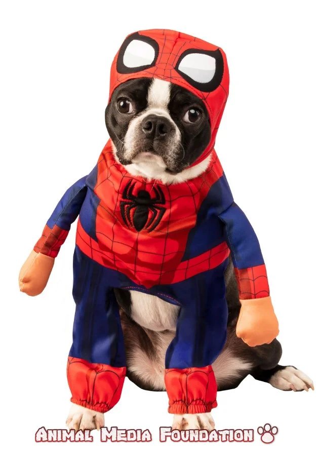 spider man dog costume