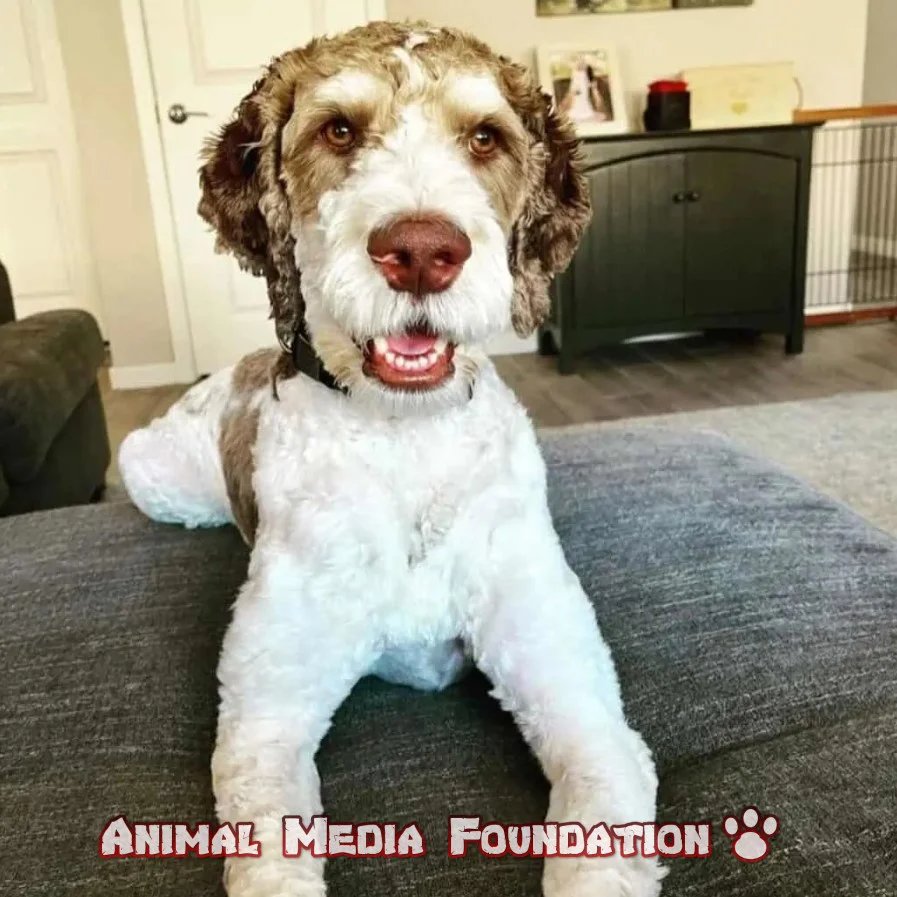 Springer Spaniels and Goldendoodles