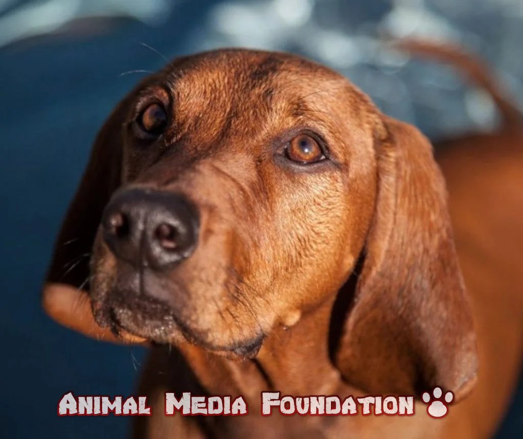 Where the red fern grows dog breed