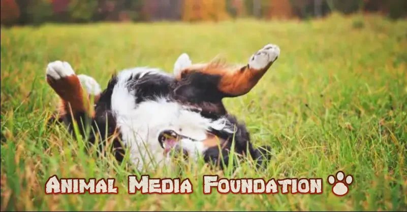 Why do dogs roll in dead animals