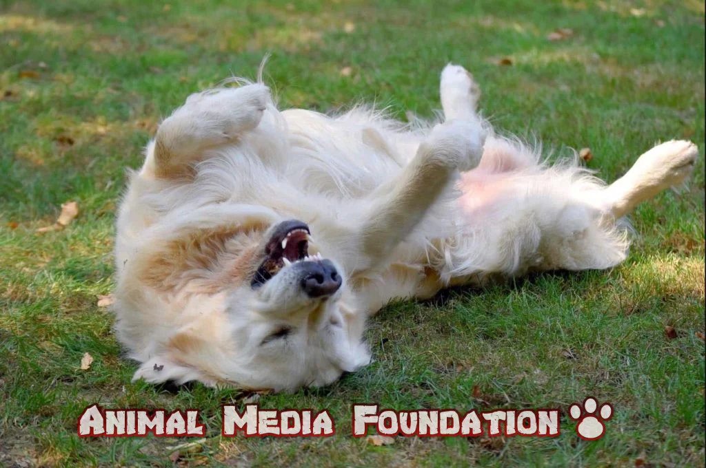 Why do dogs roll in dead animals