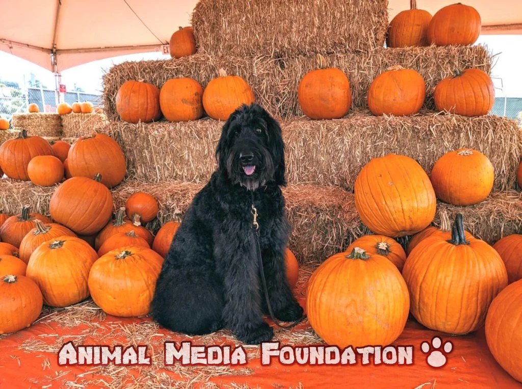 Thanksgiving tips for dog owners