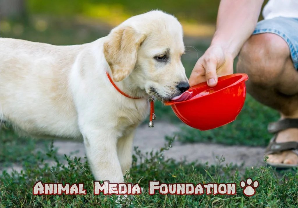 How much water should a puppy drink