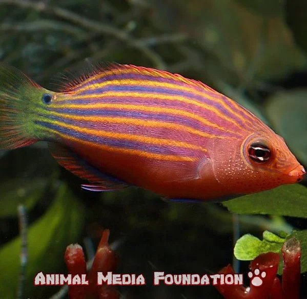 six-line wrasse