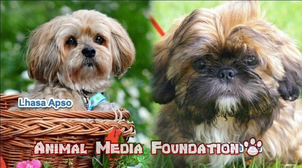 Lhasa Apso or a Shih Tzu
