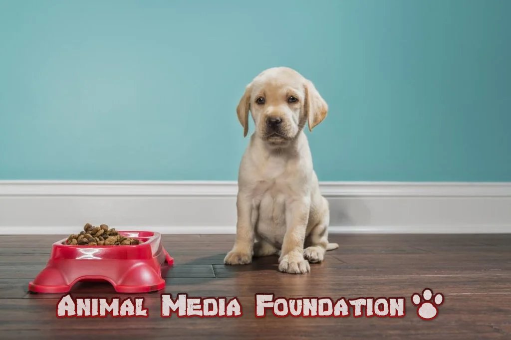 8-week-old puppy that won't eat