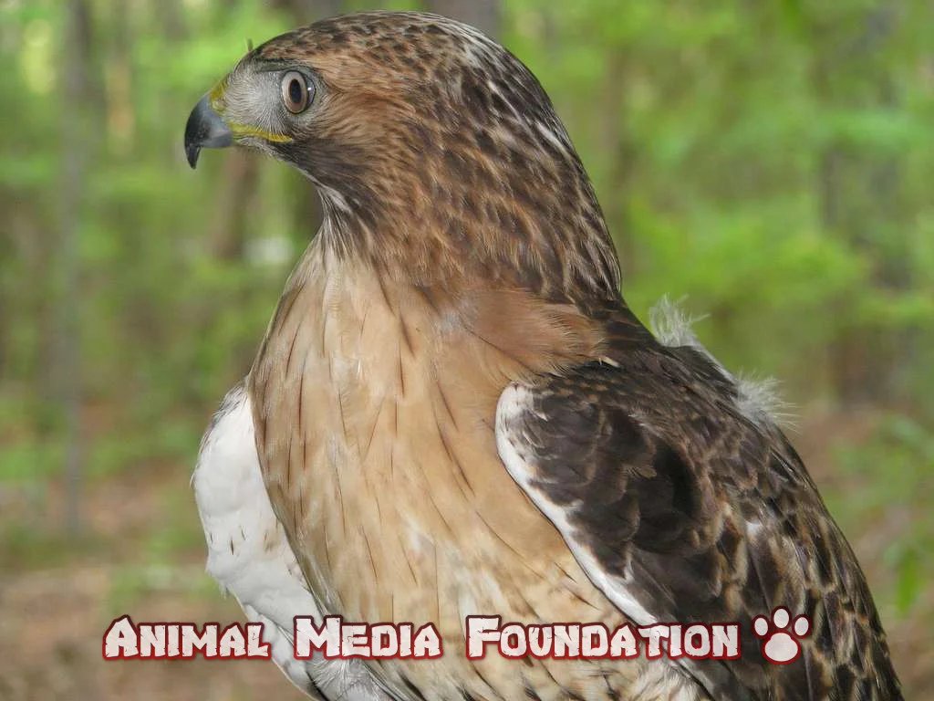 red tail golden eagles