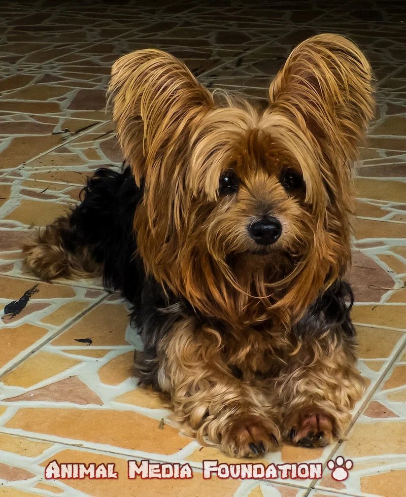 Australian Yorkie