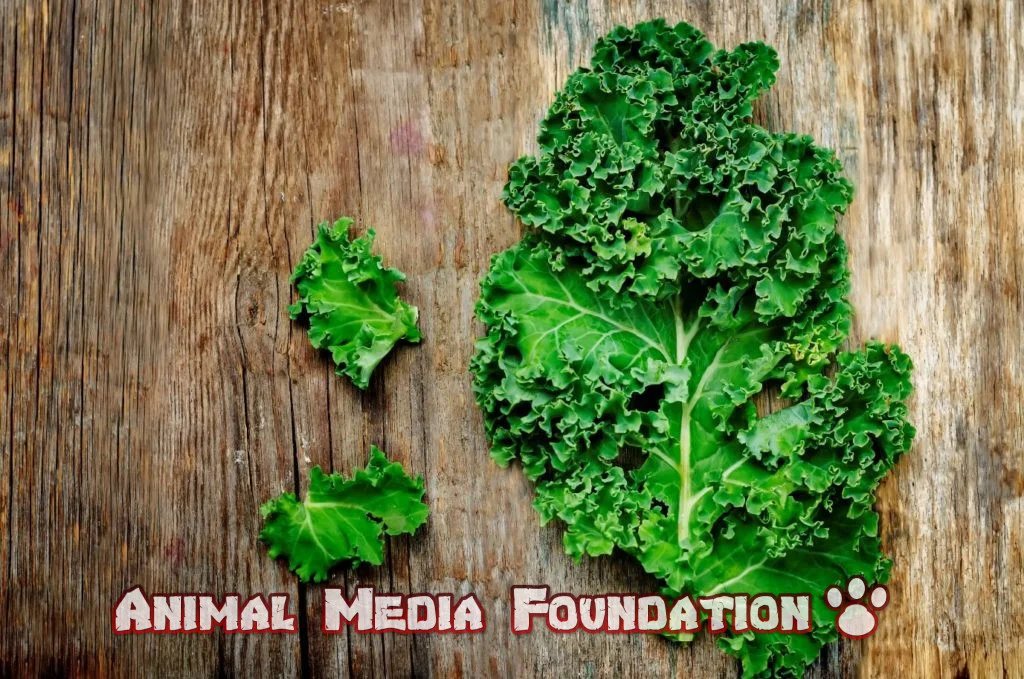 Dark Side of Kale