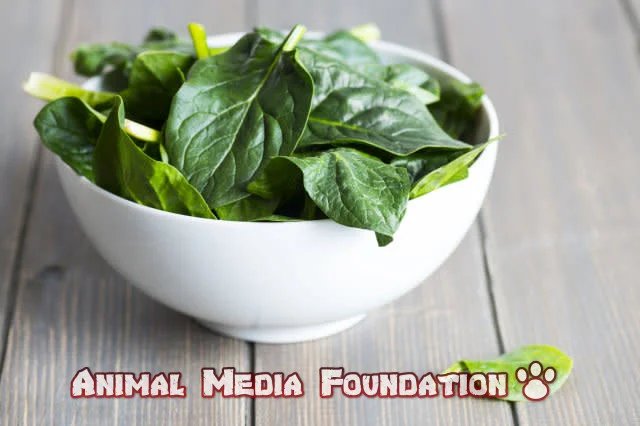 Dark Side of Spinach