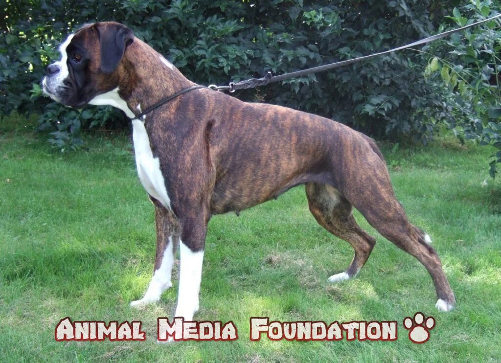 Brindle dog name