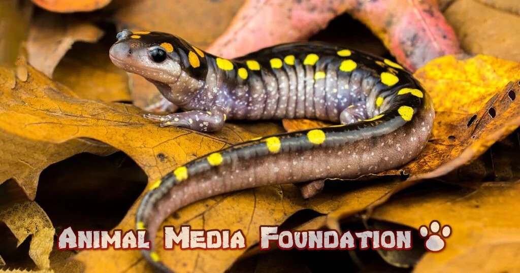 What Is The South Carolina State Amphibian